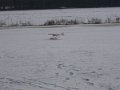 freeze fly 035